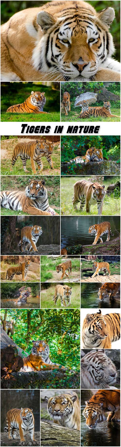 Tigers in nature, predators