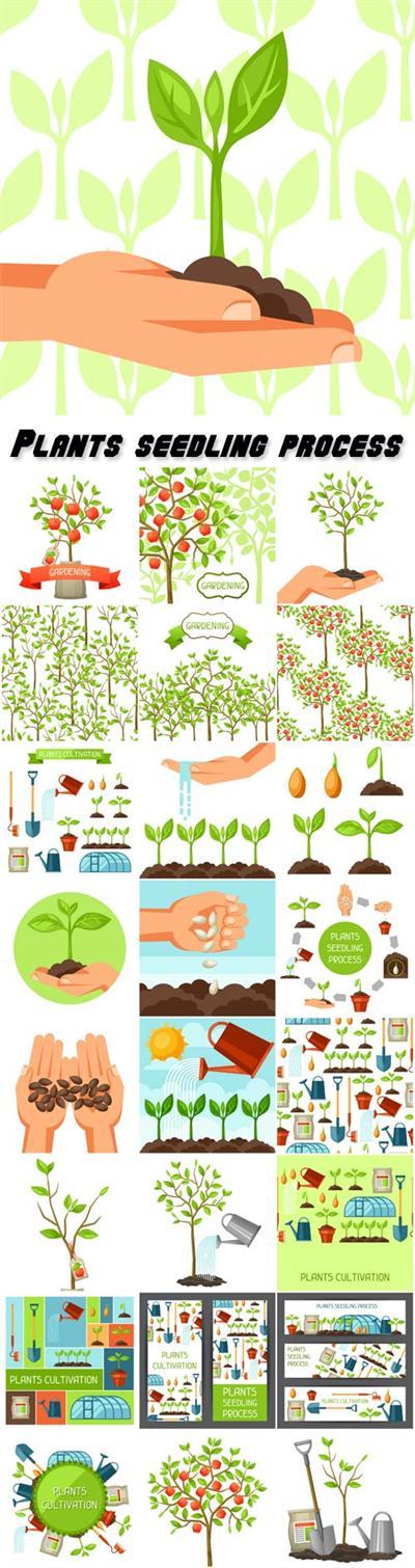 Gardening, plants seedling process