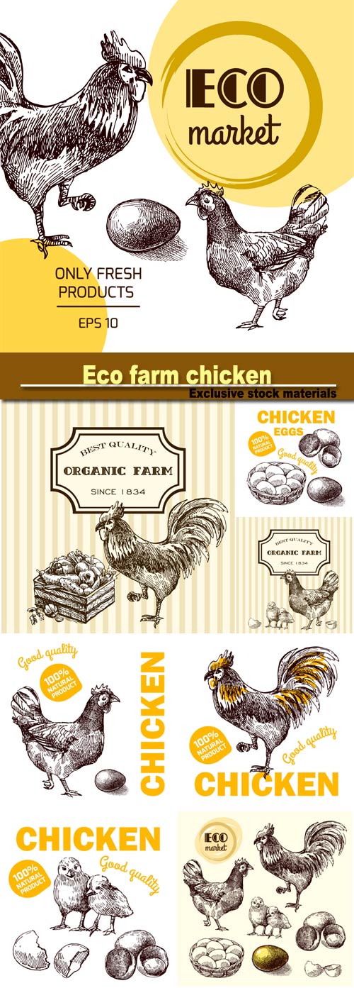Eco farm chicken