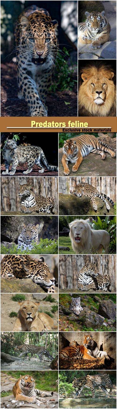 Predators feline, tiger, leopard, lion