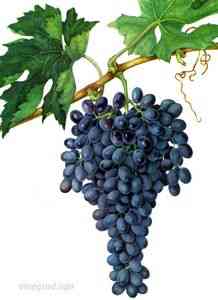 Сорт винограда Кишмиш чёрный