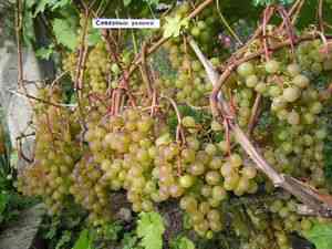 Сорта винограда. Фотографии винограда Виктора Кухарева