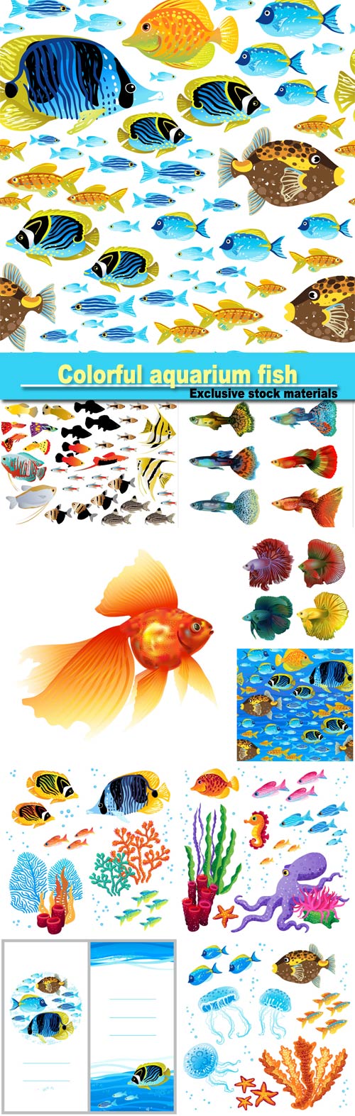 Beautiful colorful aquarium fish