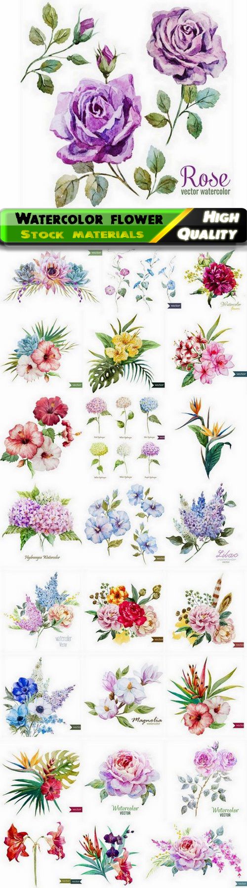 Watercolor hand drawing realistic flower - 25 Eps