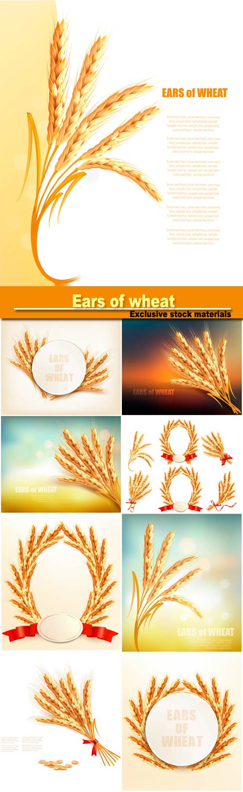 Ears of wheat, vector illustration